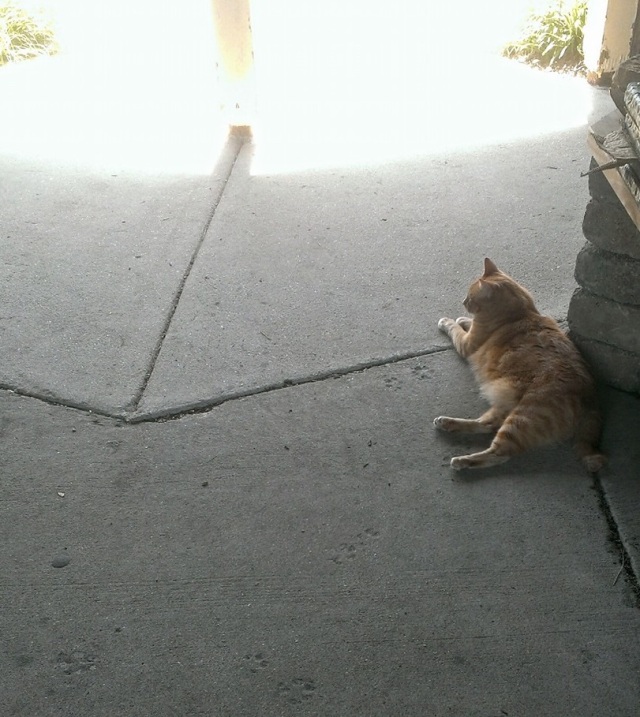 A cat laying in the shade on cement
